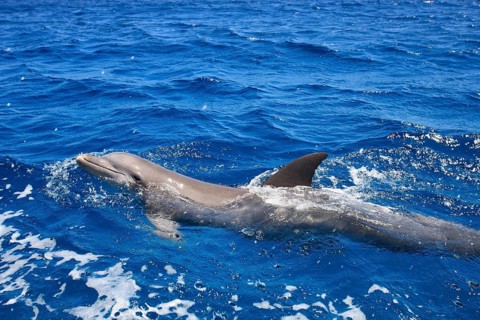 Common Bottlenose Dolphin (Tursiops truncatus)