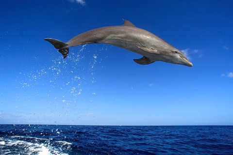 Common Bottlenose Dolphin (Tursiops truncatus)