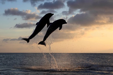Bottlenose Dolphin (Tursiops truncatus)