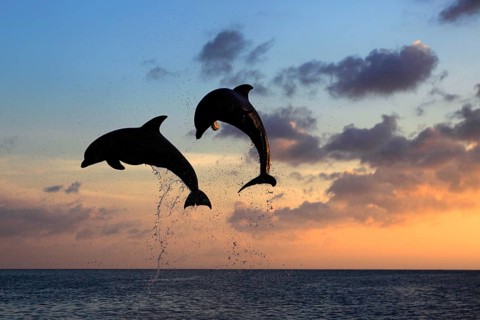 Bottlenose Dolphin (Tursiops truncatus)