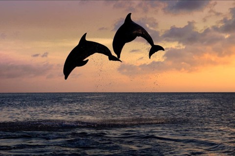 BottlBottlenose Dolphin (Tursiops truncatus)