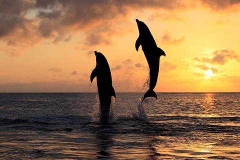 Bottlenose Dolphin (Tursiops truncatus)