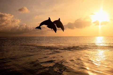 Bottlenose Dolphin (Tursiops truncatus)