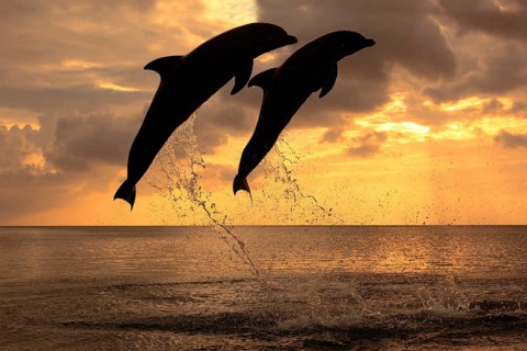 Bottlenose Dolphin (Tursiops truncatus)