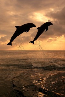 Bottlenose Dolphin (Tursiops truncatus)