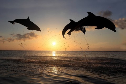 Bottlenose Dolphin (Tursiops truncatus)