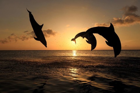 Bottlenose Dolphin (Tursiops truncatus)