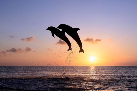 Bottlenose Dolphin (Tursiops truncatus)