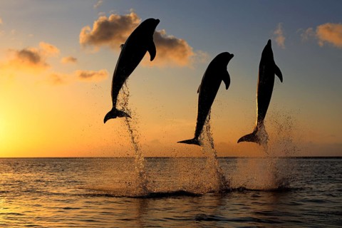 Bottlenose Dolphin (Tursiops truncatus)