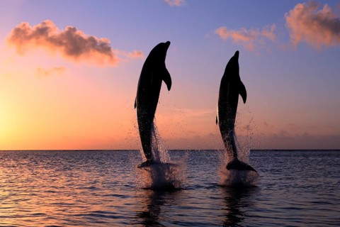 Bottlenose Dolphin (Tursiops truncatus)