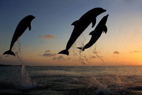 Bottlenose Dolphin (Tursiops truncatus)