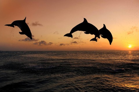 Bottlenose Dolphin (Tursiops truncatus)