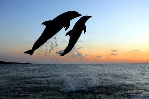 Bottlenose Dolphin (Tursiops truncatus)
