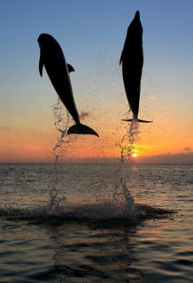 Bottlenose Dolphin (Tursiops truncatus)