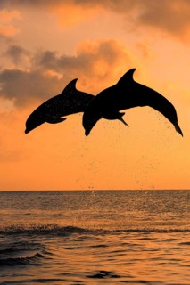 Bottlenose Dolphin (Tursiops truncatus)