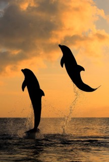 Bottlenose Dolphin (Tursiops truncatus)