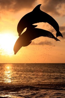 Bottlenose Dolphin (Tursiops truncatus)