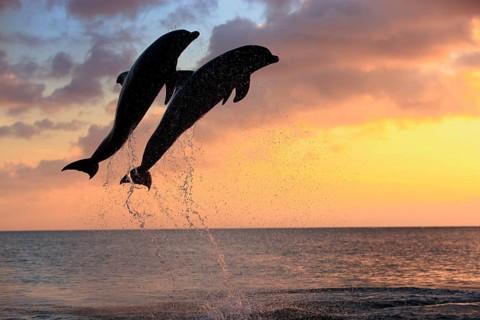 Bottlenose Dolphin (Tursiops truncatus)