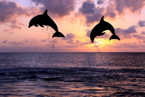 Bottlenose Dolphin (Tursiops truncatus)