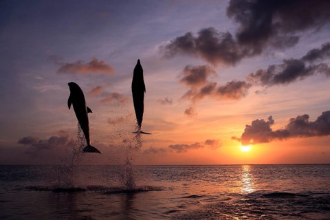 Bottlenose Dolphin (Tursiops truncatus)