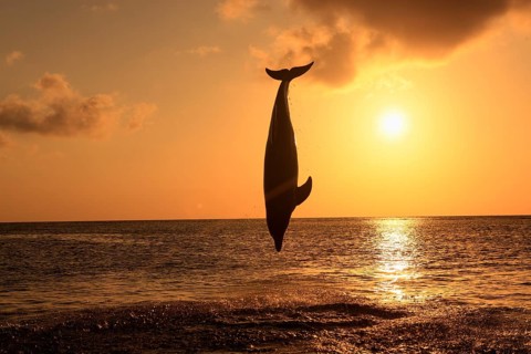 Bottlenose dolphin (Tursiops truncatus) leaping out of the water at sunset