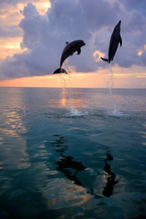 Bottlenose Dolphin (Tursiops truncatus)