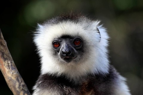 Diademed Sifaka (Propithecus diadema)