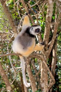 Diademed Sifaka (Propithecus diadema)