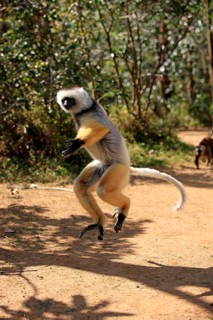Diademed Sifaka (Propithecus diadema)
