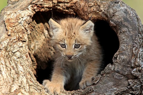 Canada Lynx (Lynx canadensis)