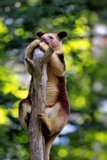 Goodfellow's Tree Kangaroo (Dendrolagus goodfellowi buergersi)
