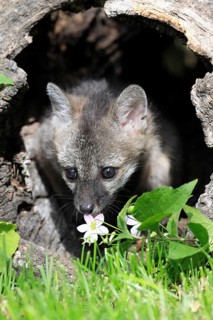 Gray Fox (Urocyon cinereoargenteus)