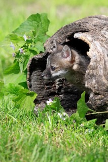Gray Fox (Urocyon cinereoargenteus)