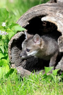 Gray Fox (Urocyon cinereoargenteus)
