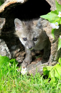 Gray Fox (Urocyon cinereoargenteus)