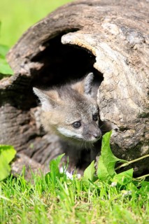 Gray Fox (Urocyon cinereoargenteus)