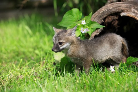 Gray Fox (Urocyon cinereoargenteus)