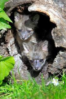 Gray Fox (Urocyon cinereoargenteus) cubs