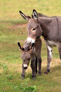 Donkey (Equus asinus asinus)
