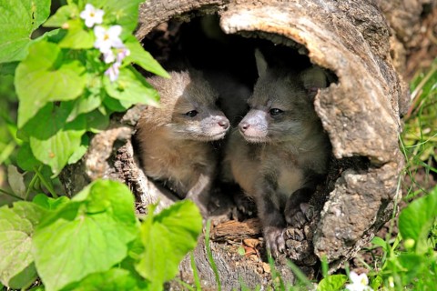 Gray Fox (Urocyon cinereoargenteus) cubs