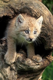 Canada Lynx (Lynx canadensis)