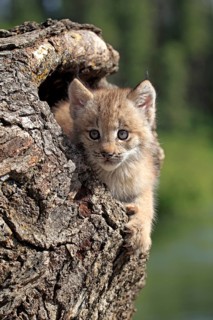 Canada Lynx (Lynx canadensis)