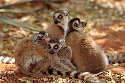 Ring-tailed Lemurs (Lemur catta)