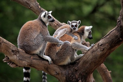 Ring-tailed Lemurs (Lemur catta)