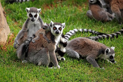 Ring-tailed Lemurs (Lemur catta)