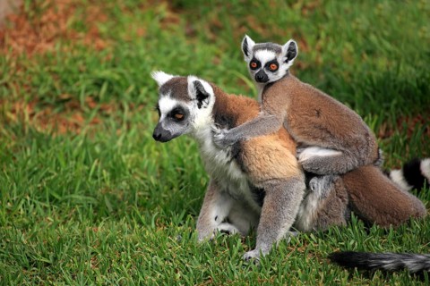 Ring-tailed Lemurs (Lemur catta)