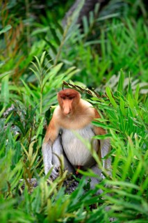 Proboscis Monkey (Nasalis larvatus)