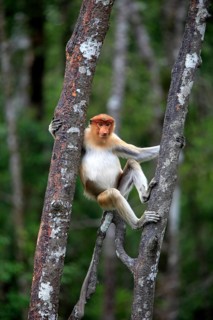 Proboscis Monkey (Nasalis larvatus)