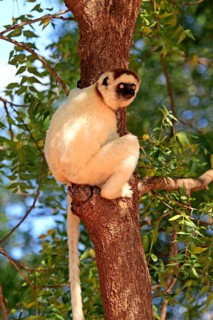 Verreaux's Sifaka (Propithecus verreauxi) on a tree