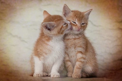 Red tabby kittens